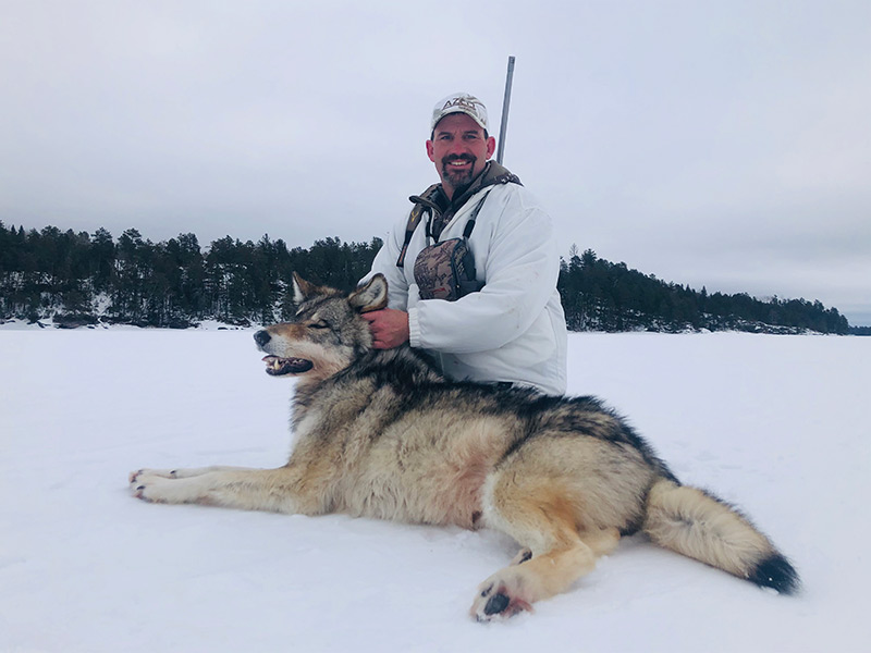 Timber Wolf Hunt